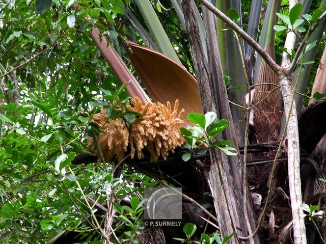 Maripa
Mots-clés: flore;fruit;Guyane;palmier;maripa