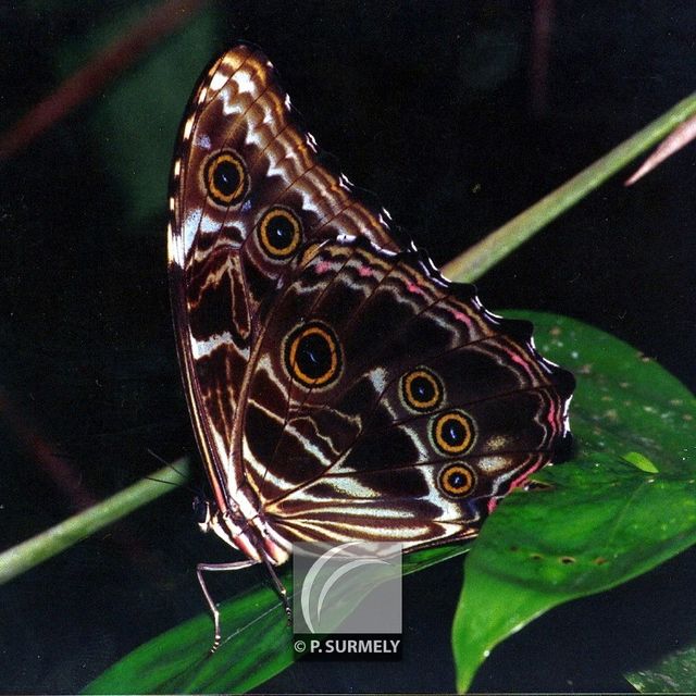 Morpho
Mots-clés: Faune;insecte;Guyane;Amrique;papillon;morpho