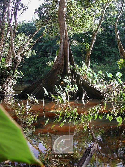 Moutouchi marcage
Mots-clés: flore;arbre;Guyane;moutouchi