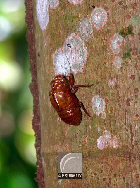 Mue
Mots-clés: Faune;insecte;Guyane;Amrique