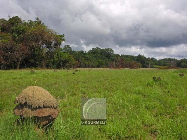 Parc Naturel de Nyonie
Termitire
Mots-clés: Afrique;Gabon;tropiques;nature;faune;termite;insecte