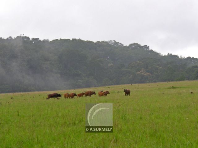 Parc Naturel de Nyonie
Buffles sauvages
Mots-clés: Afrique;Gabon;tropiques;nature;faune;mammifre
