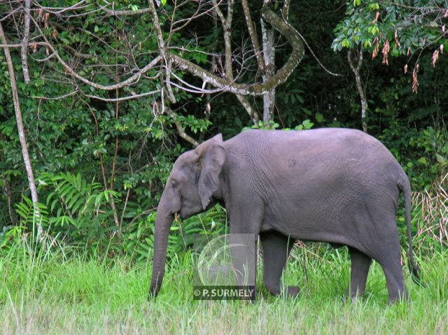 Parc Naturel de Nyonie
Elphant
Mots-clés: Afrique;Gabon;tropiques;nature;faune;mammifre