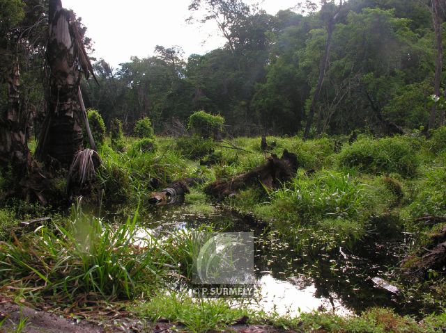 Parc Naturel de Nyonie
Marcage
Mots-clés: Afrique;Gabon;tropiques;nature;marcage
