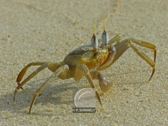 Parc Naturel de Nyonie
Crabe
Mots-clés: Afrique;Gabon;tropiques;nature;faune;crabe