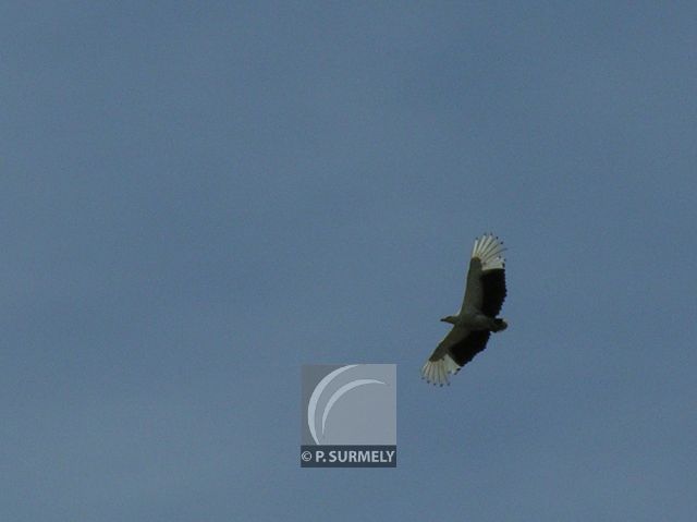 Parc Naturel de Nyonie
Aigle pcheur
Mots-clés: Afrique;Gabon;tropiques;nature;oiseau;rapace;aigle