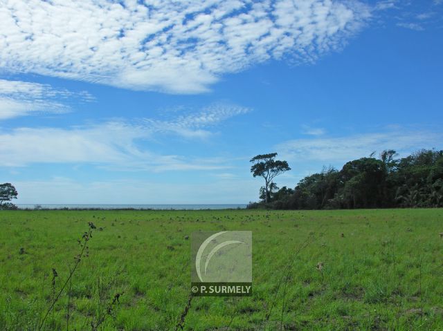 Parc Naturel de Nyonie
Savane
Mots-clés: Afrique;Gabon;tropiques;nature