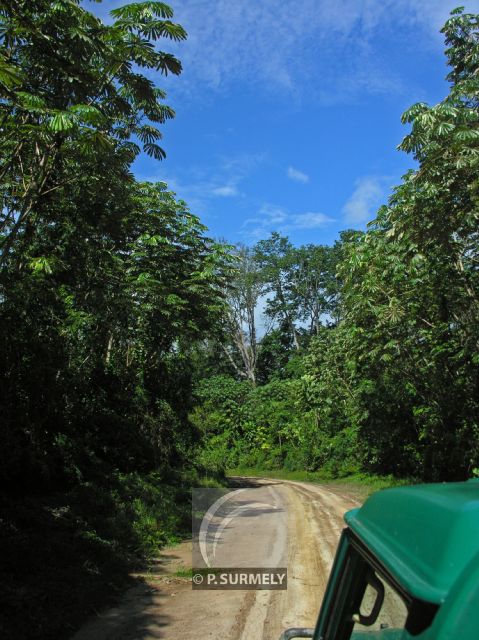 Parc Naturel de Nyonie
Piste
Mots-clés: Afrique;Gabon;tropiques;nature