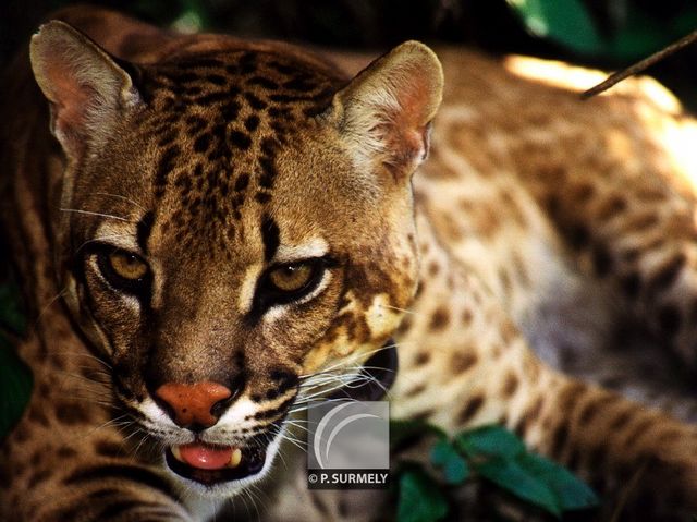 Ocema
Croisement entre un puma et un ocelot
Mots-clés: faune;