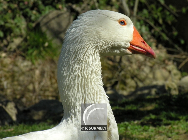 Oie
Mots-clés: faune;oiseau;oie