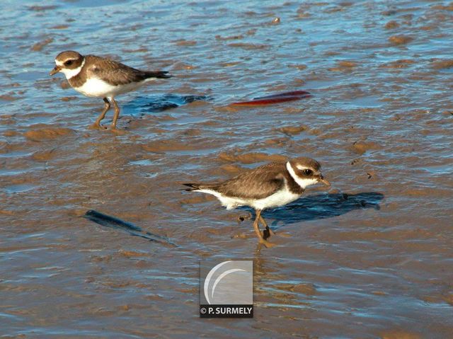 Oiseau
Mots-clés: faune;oiseau;limicole;Guyane