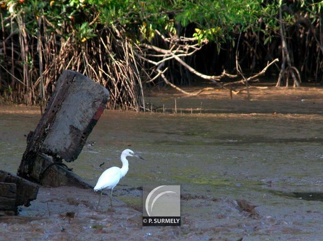 Oiseau
Mots-clés: faune;oiseau;chassier;Guyane