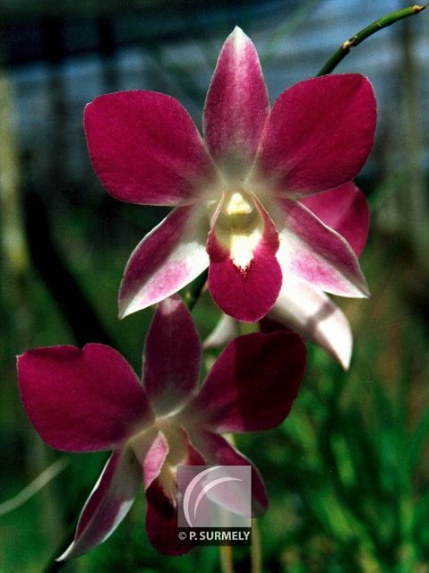 Orchide
Mots-clés: flore;fleur;Guyane;orchide