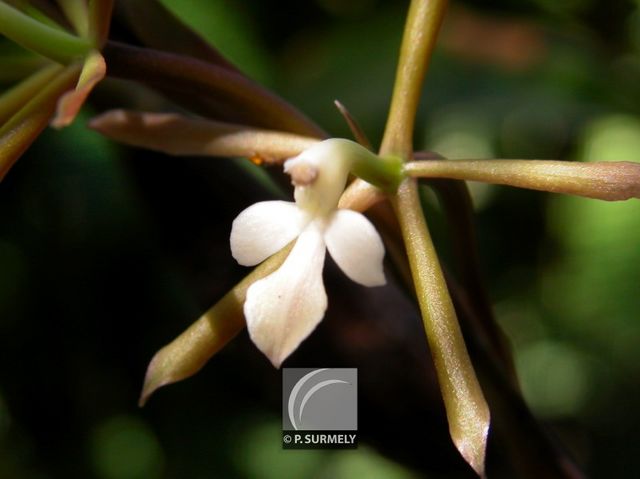 Orchide
Mots-clés: flore;fleur;Guyane;orchide