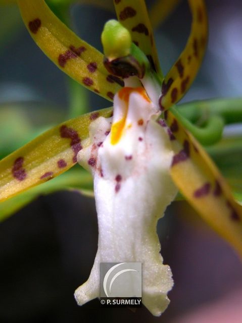 Orchide
Mots-clés: flore;fleur;Guyane;orchide
