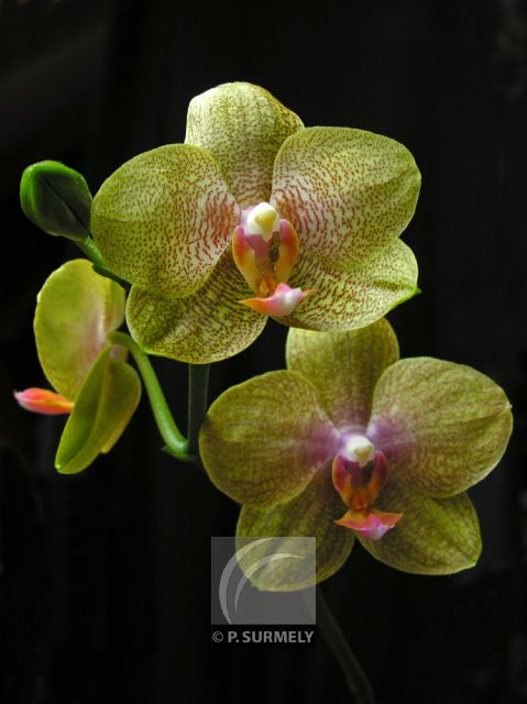 Orchide
Mots-clés: flore;fleur;orchide