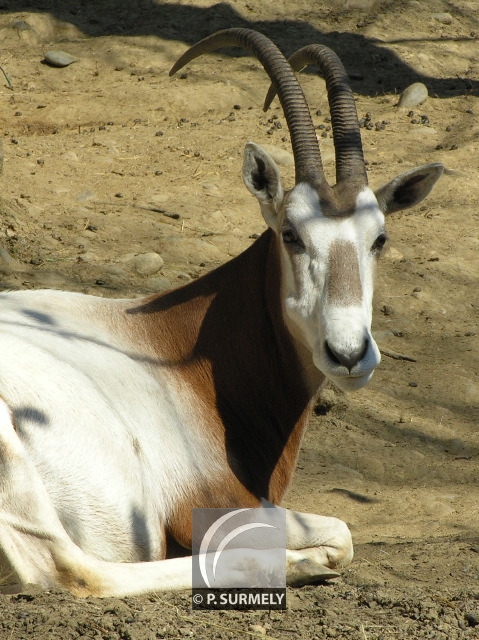 Oryx
Mots-clés: faune;