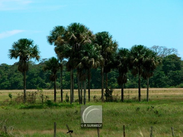 Dans la savane prs de Mana
Mots-clés: Guyane;Amrique;savane;Mana