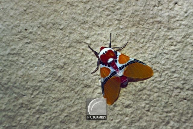 Papillon
Mots-clés: Faune;insecte;Guyane;Amrique;papillon