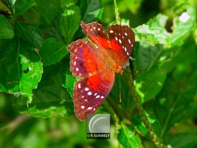 Papillon
Mots-clés: Faune;insecte;Guyane;Amrique;papillon