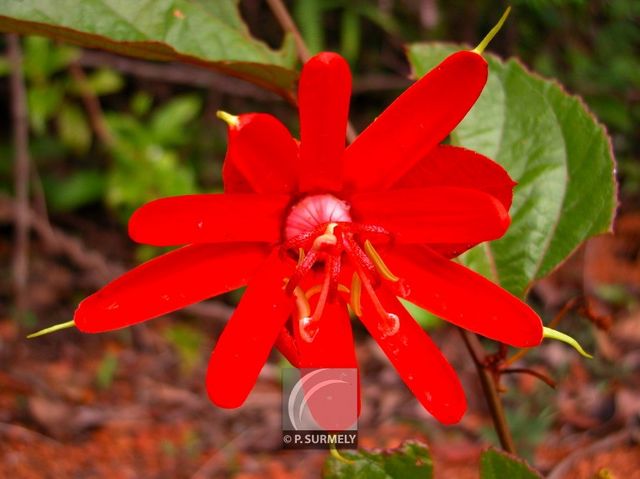 Passiflora caccinea
Mots-clés: flore;fleur;Guyane