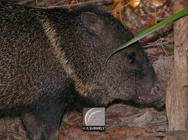 Pcari  collier
Mots-clés: faune;