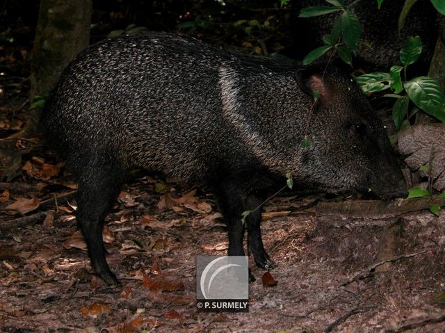 Pcari  collier
Mots-clés: faune;