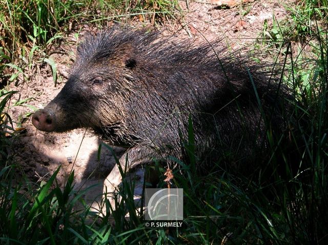 Pcari  lvres blanches
Mots-clés: faune;