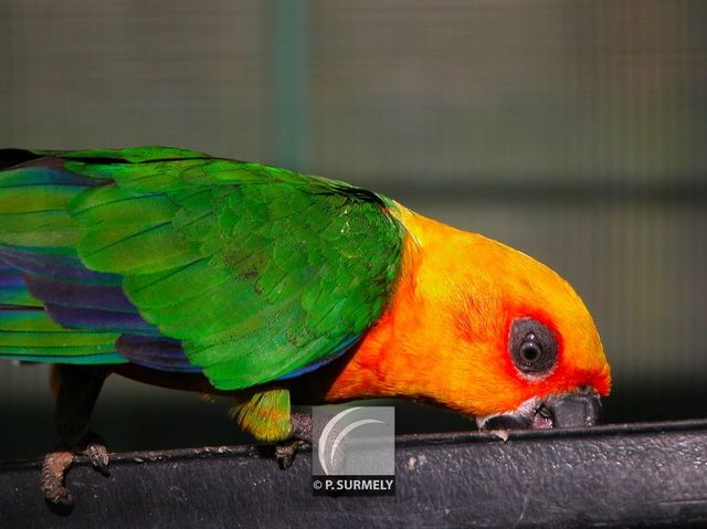Perroquet
Mots-clés: faune;oiseau;perroquet;Guyane