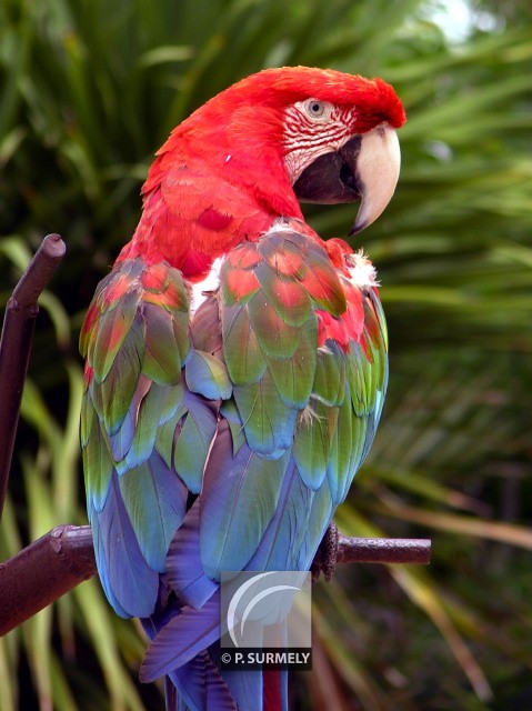 Ara
Mots-clés: faune;oiseau;perroquet;ara;Guyane