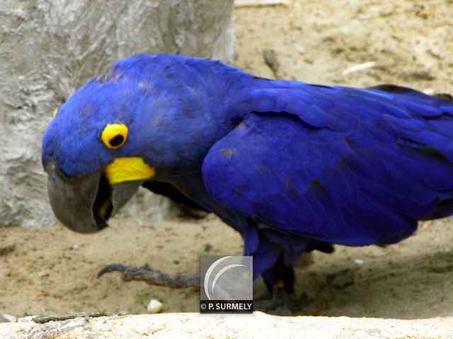 Perroquet
Mots-clés: faune;oiseau;perroquet