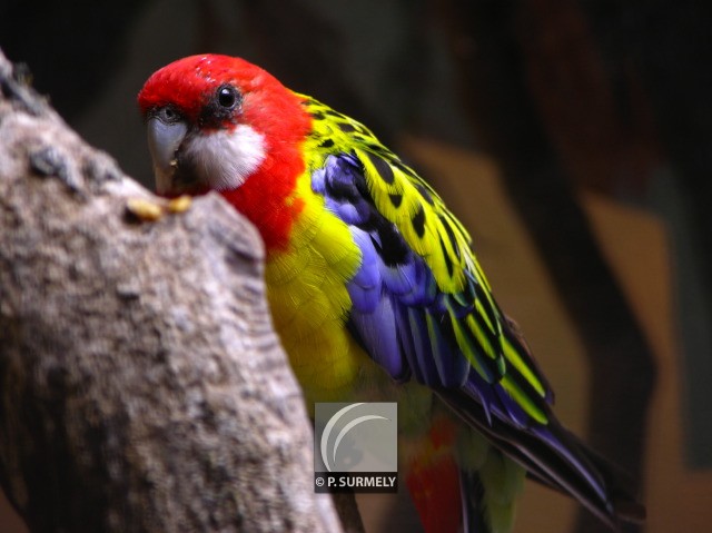 Perruche
Mots-clés: faune;oiseau;perruche