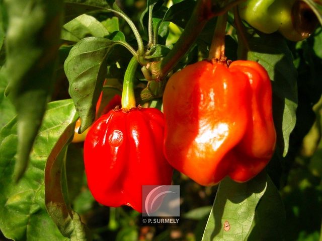 Piments
Mots-clés: flore;fruit;Guyane;piment