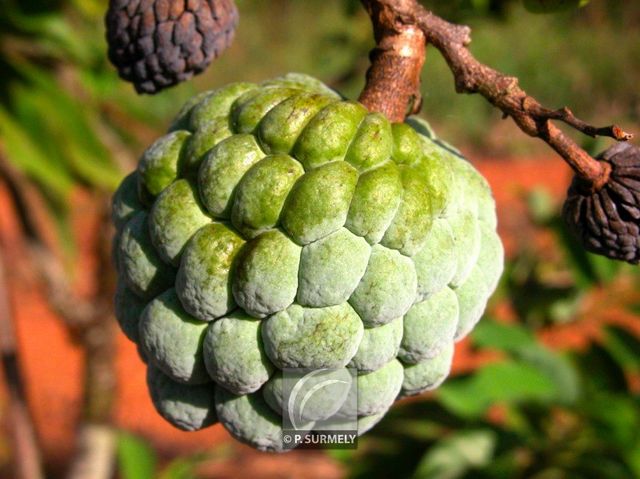 Pomme cannelle
Mots-clés: flore;fruit;Guyane;pomme