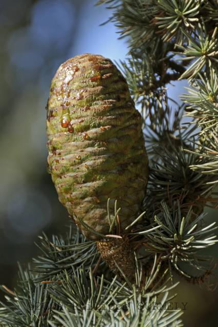 Pomme de pin
Mots-clés: flore;fruit;pin