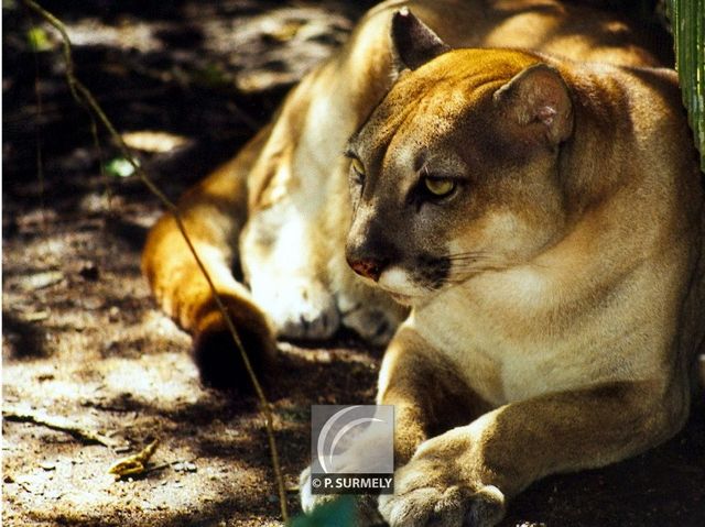 Puma
Mots-clés: faune;