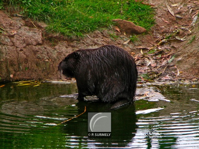 Ragondin
Mots-clés: faune;