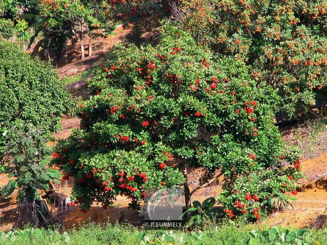 Ramboutan
Mots-clés: flore;arbre;Guyane;ramboutan;fruitier