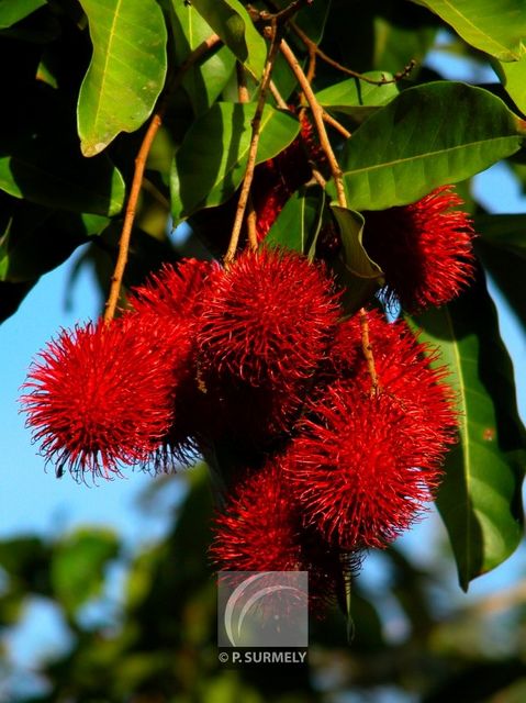 Ramboutan
Mots-clés: flore;fruit;Guyane;ramboutan