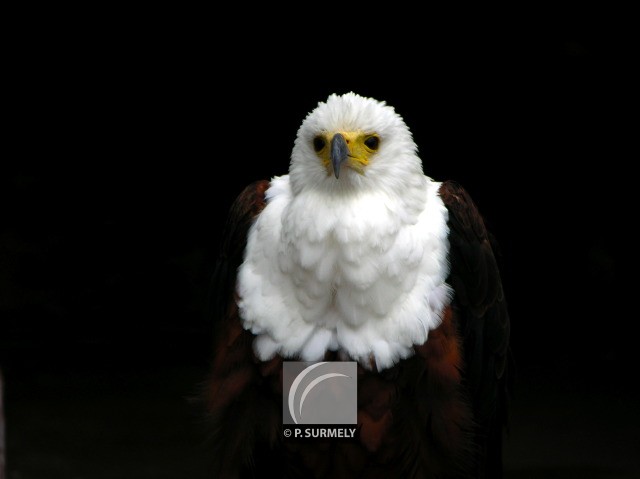 Rapace
Mots-clés: faune;oiseau;rapace