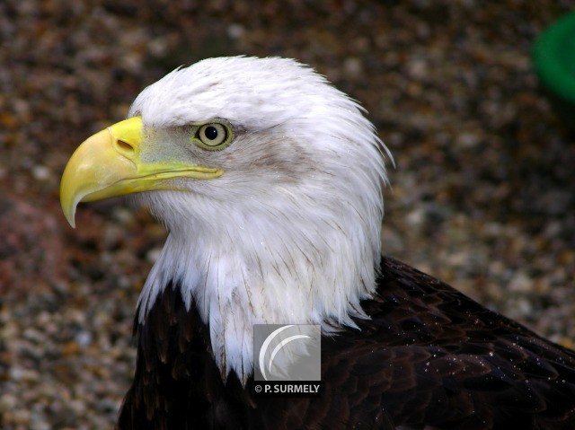 Rapace
Mots-clés: faune;oiseau;rapace