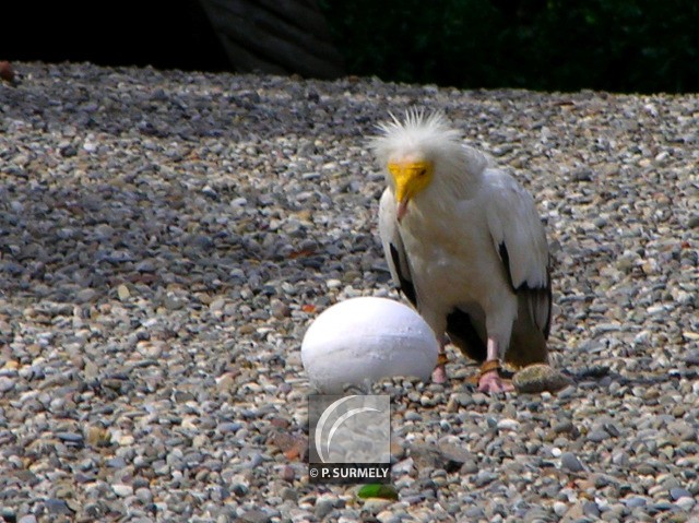 Rapace
Mots-clés: faune;oiseau;rapace