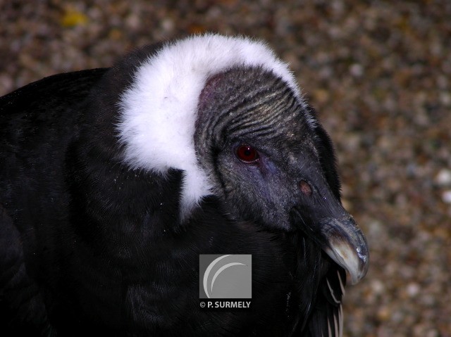 Rapace
Mots-clés: faune;oiseau;rapace