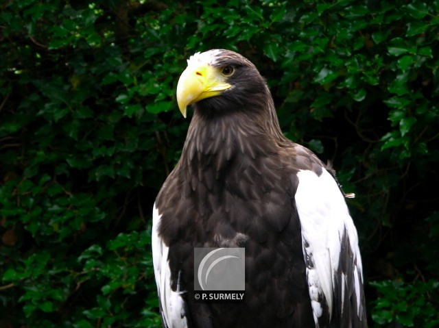 Rapace
Mots-clés: faune;oiseau;rapace