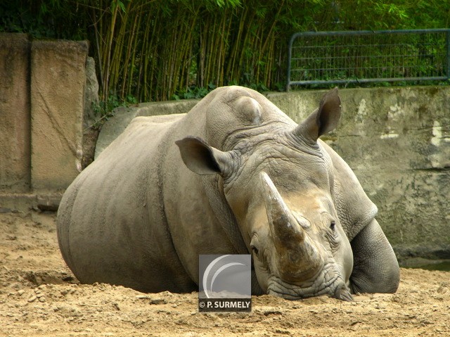 Rhinocros
Mots-clés: faune;