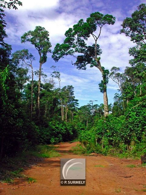 Piste Risquetout
Mots-clés: Guyane;Amrique;fort;piste;Tonngrande