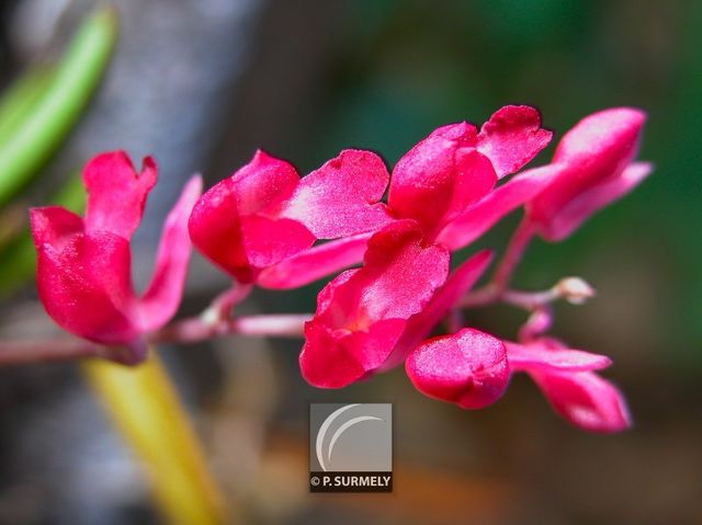 Orchide rodriguesia lanceolata
Mots-clés: flore;fleur;Guyane;orchide