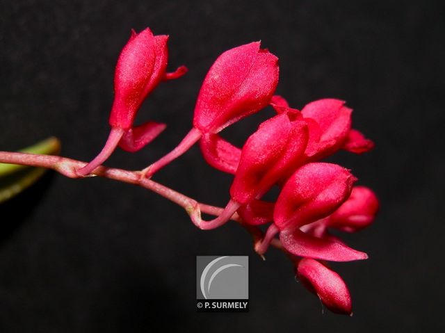 Orchide rodriguesia lanceolata
Mots-clés: flore;fleur;Guyane;orchide