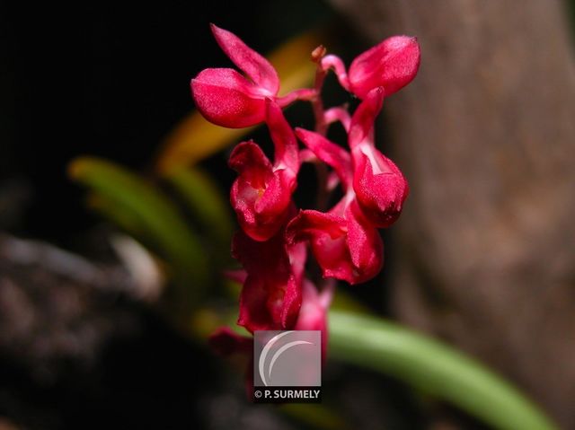 Orchide rodriguesia lanceolata
Mots-clés: flore;fleur;Guyane;orchide