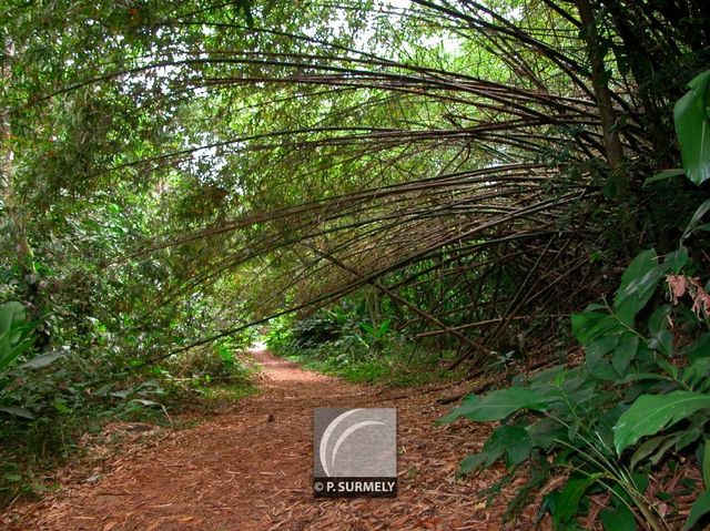 Au Rorota
Mots-clés: Guyane;Amrique;fort;piste;Rmire-Montjoly